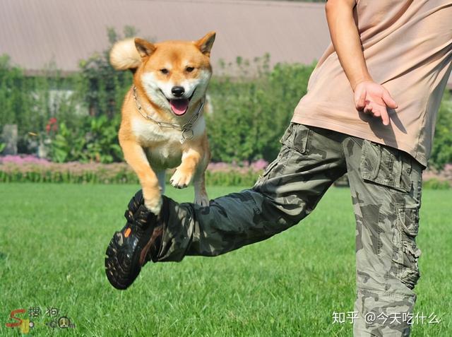 狗为啥攻击主人 v2-4b521a6833cd74ffe7a931bcc5b902de_r.jpg