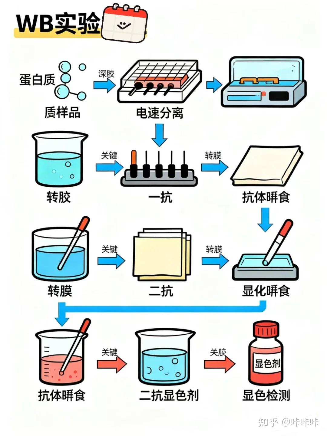 Wb Process 保姆级的漫画图解wb原理及实验流程 - 知乎