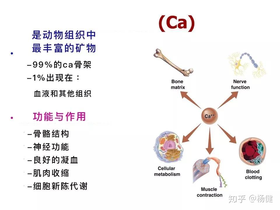 “小腿抽筋”真的是身体缺钙吗? - 知乎