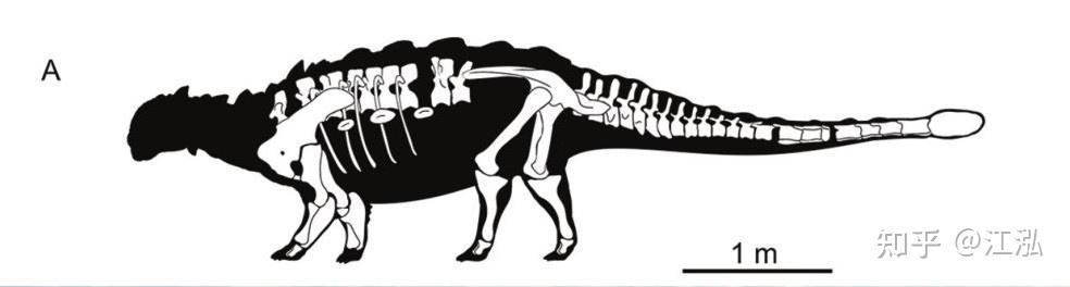 发现的化石（白色部分）