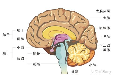 头部大脑小脑结构图图片