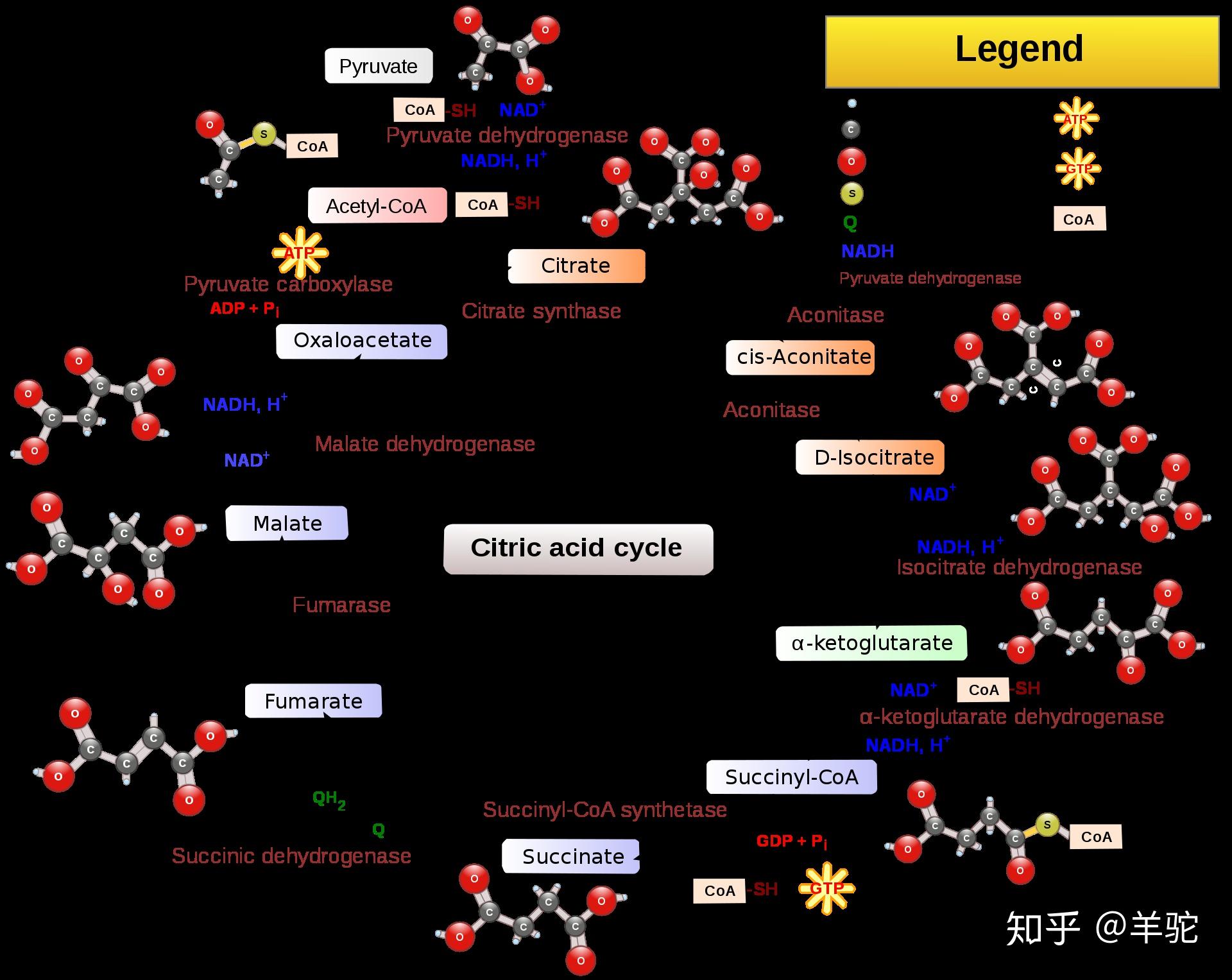 细胞质the cytoplasm