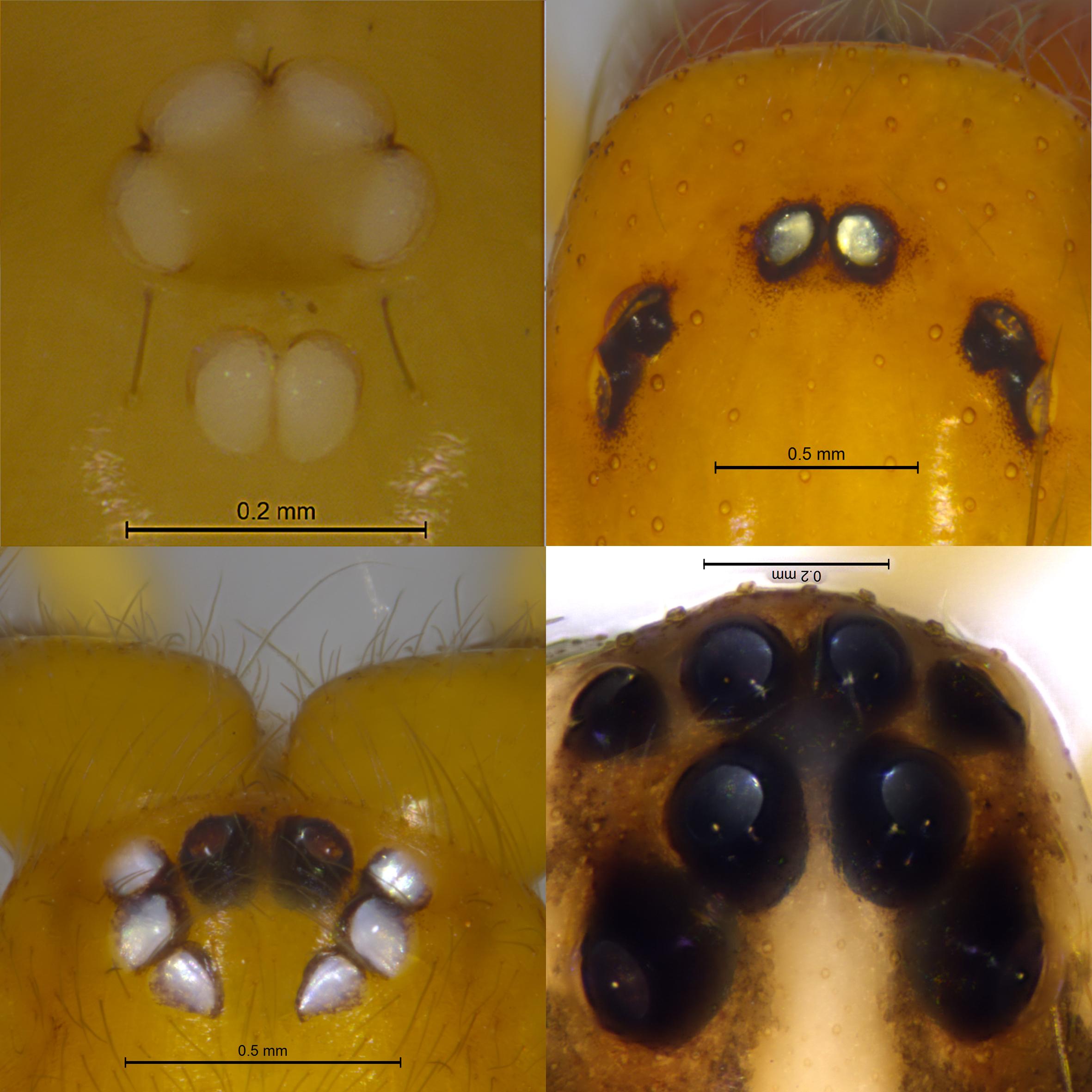 首个雄性无眼隙蛛被发现