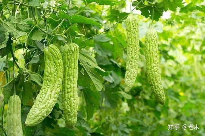 春吃芽，夏吃瓜，夏天适合吃什么瓜？（二）苦瓜 - 知乎