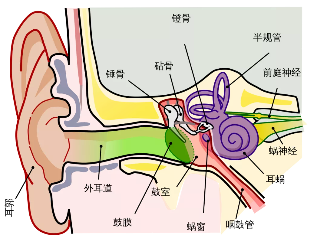 3. 人耳的声反射