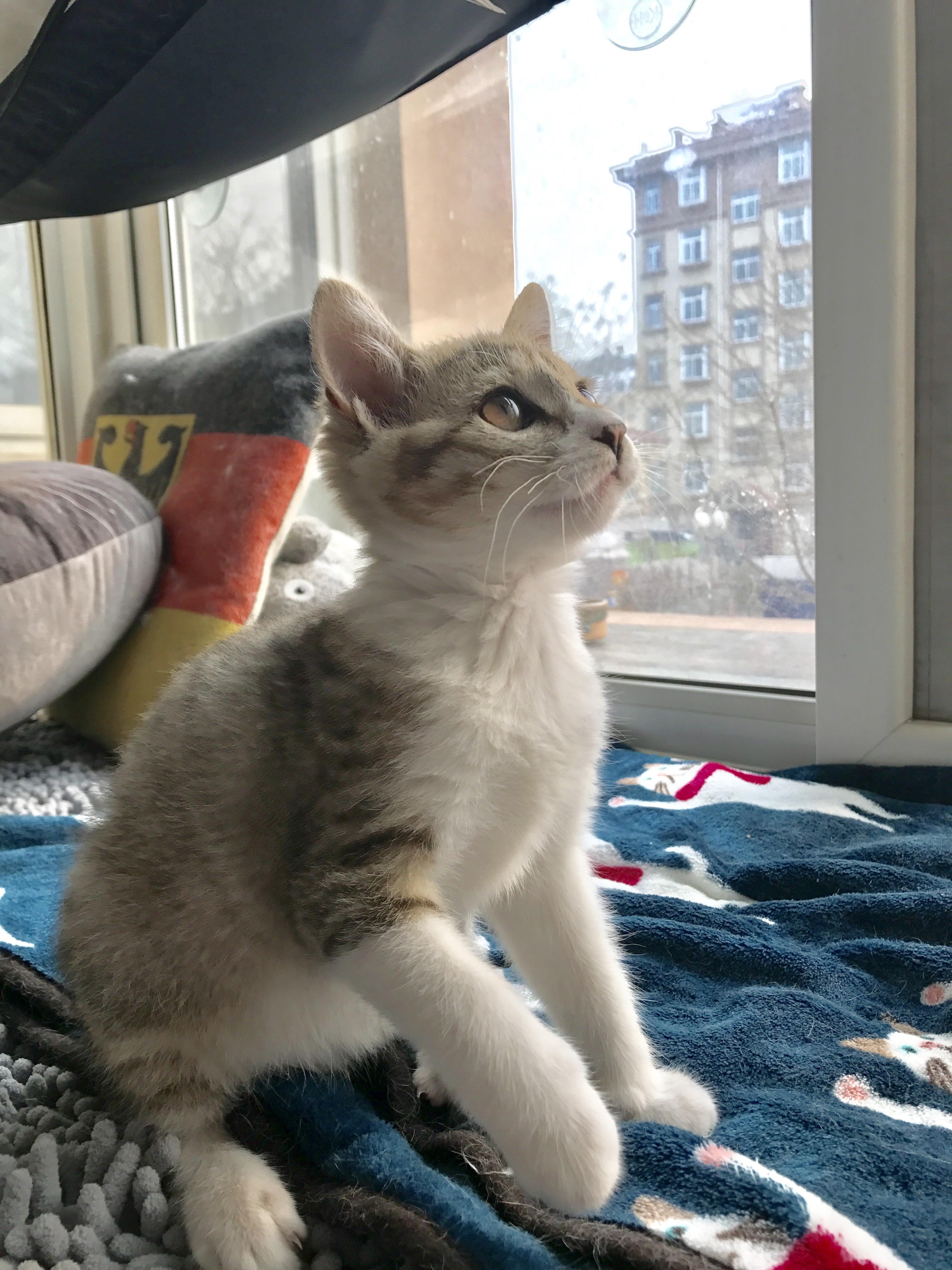 救命我家小猫太闹腾还总咬我抓我