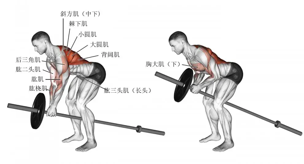 耀61健身12个背部训练动作帮你更好地找到肌肉发力感
