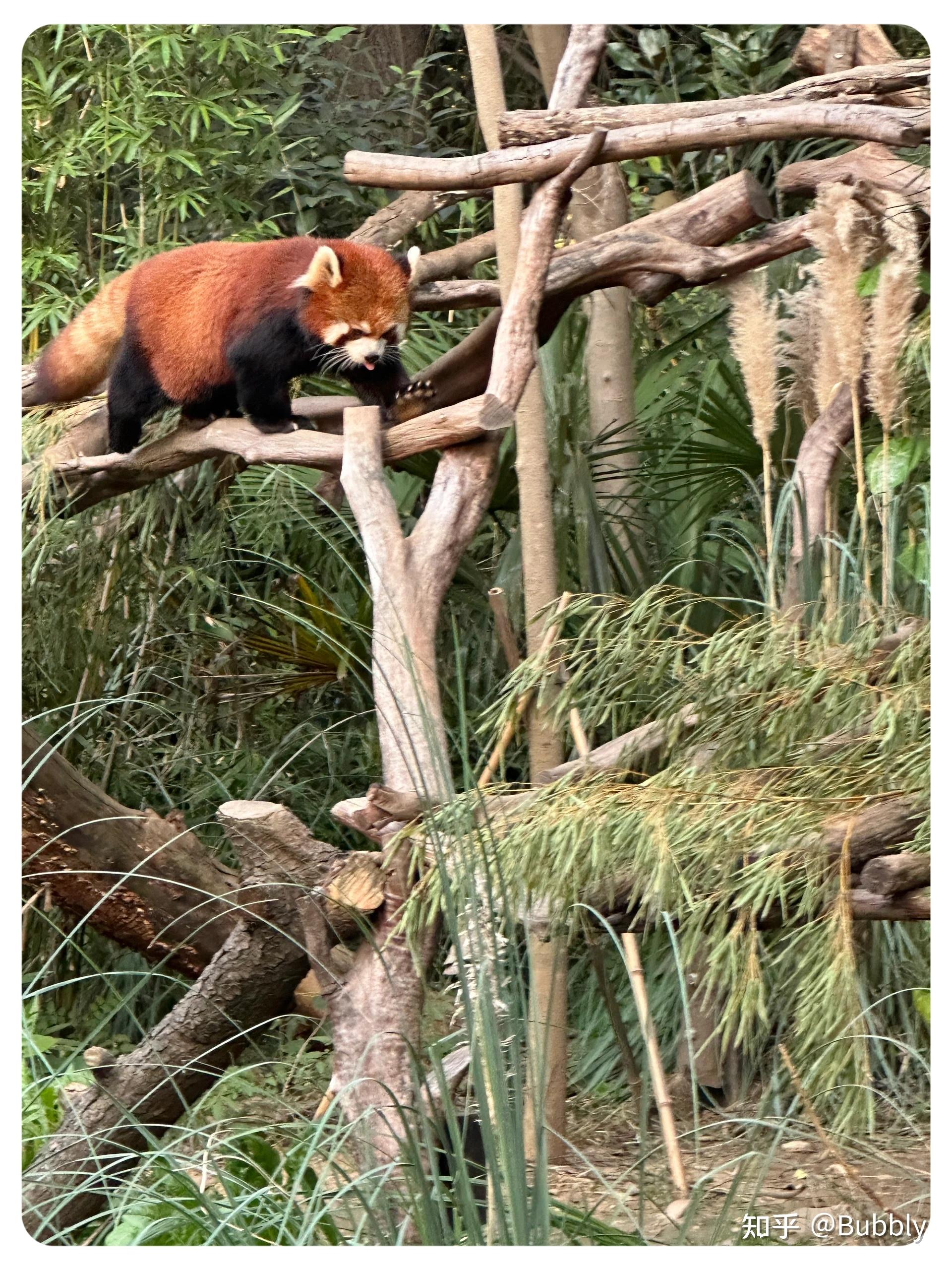 南京红山森林动物园游玩攻略 - 知乎