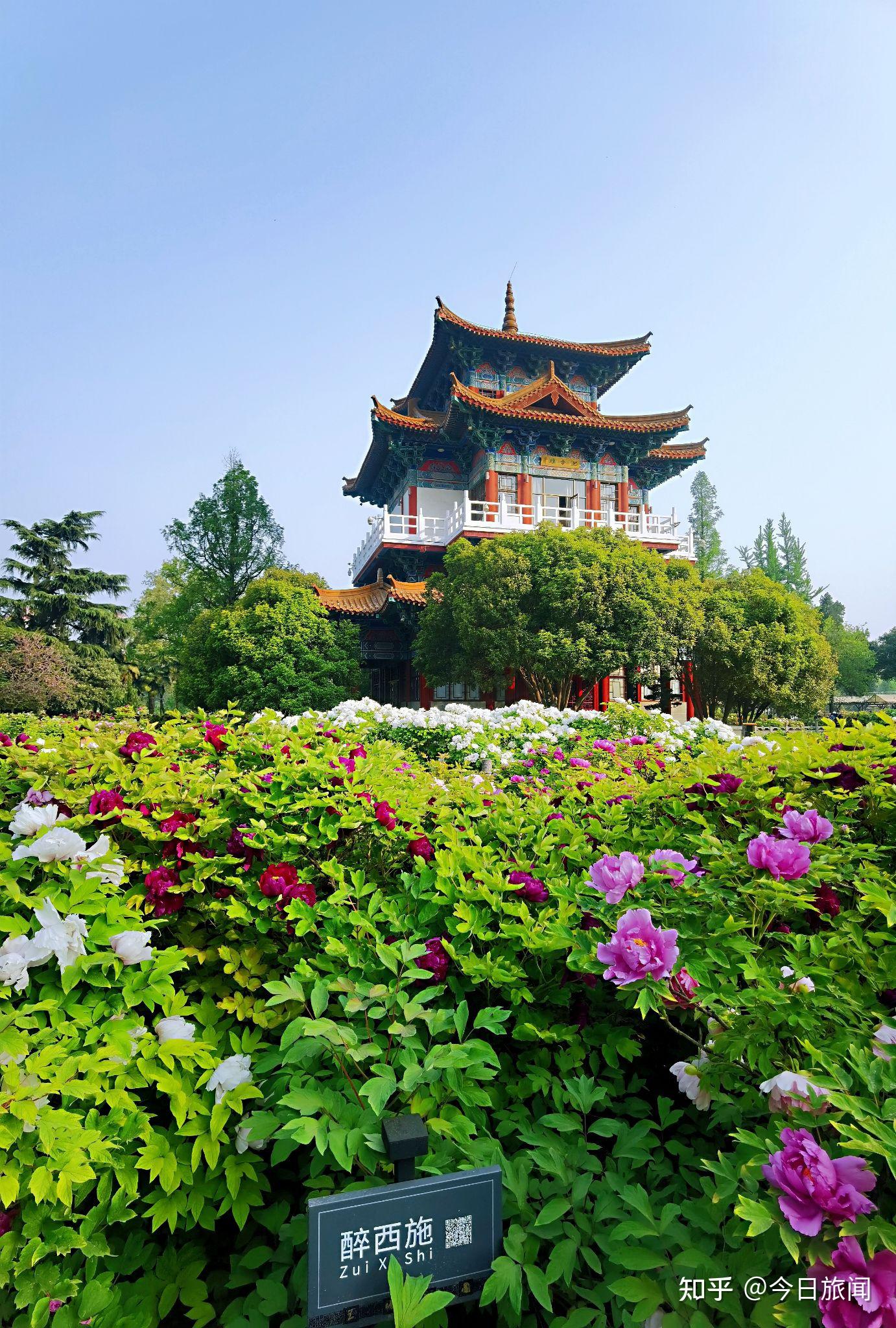 人間四月牡丹飄香綠牡丹提前綻放週末的洛陽王城公園真是熱鬧