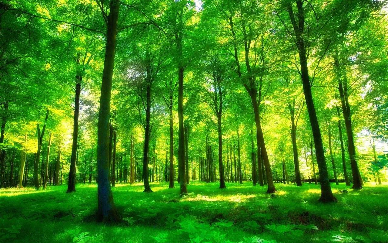 绝美森林景色设计图__自然风光_自然景观_设计图库_昵图网nipic.com
