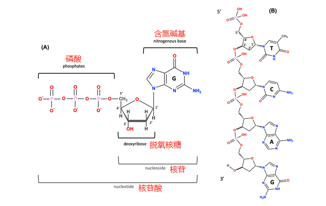 61组成元素:c,h,o,n,p61组成单位:脱氧核糖核苷酸61脱氧核糖