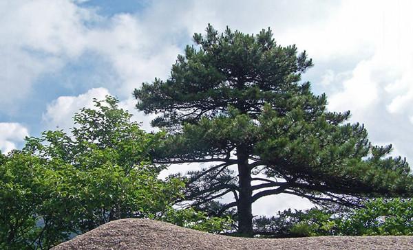 木本植物和草本植物有啥区别？ - 知乎