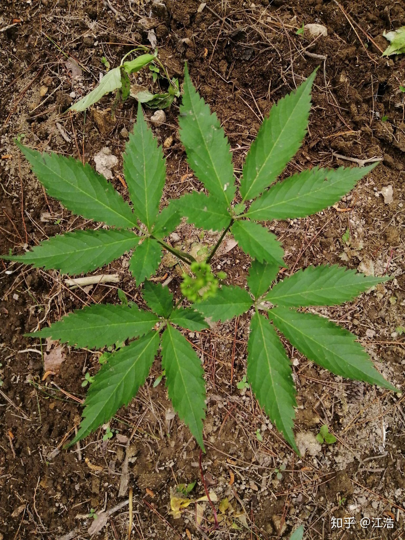 大别山中药草健康好伙伴