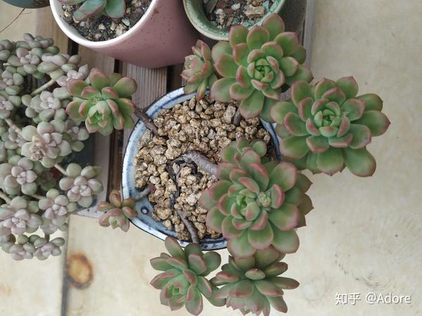 常见多肉植物品种图鉴 知乎