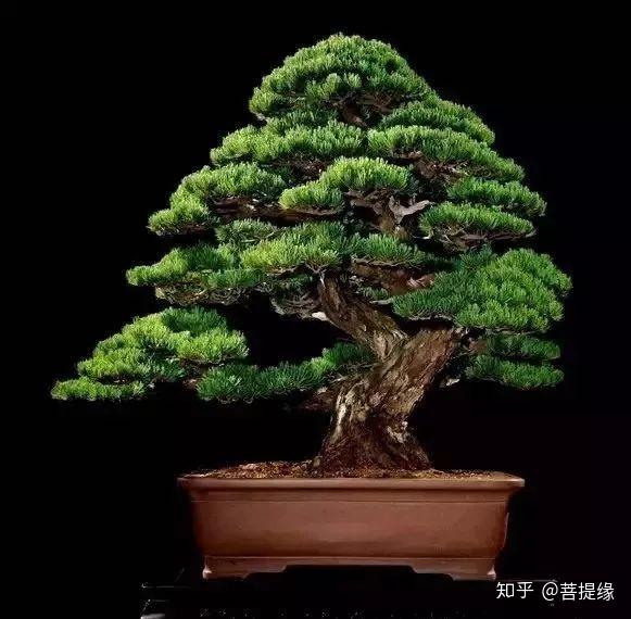 天价!天价!名贵植物排行,令人大开眼界-名贵植物图片