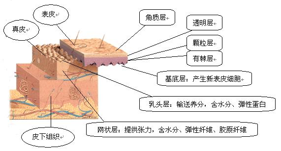 皮肤层次厚度示意图图片