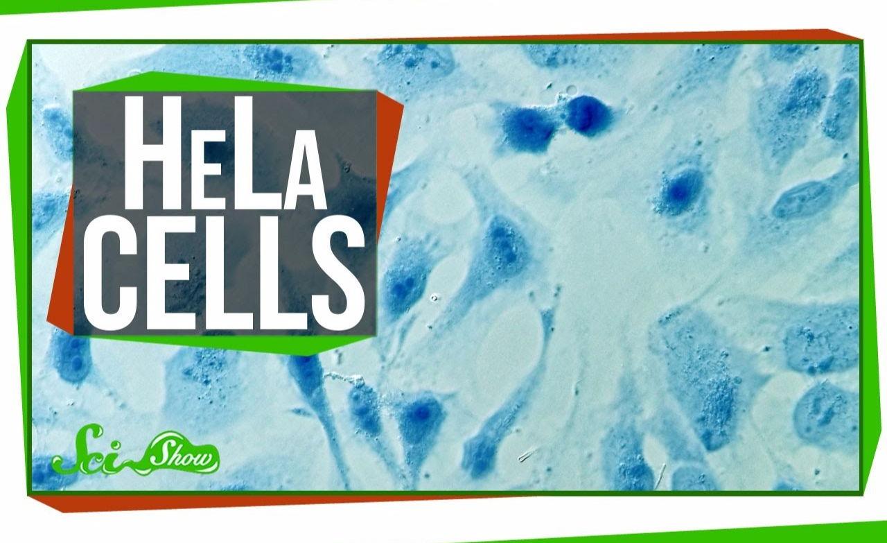 【scishow】永生细胞今年已有98岁