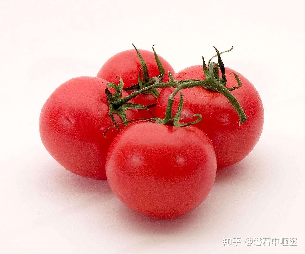 番茄tomato 知乎