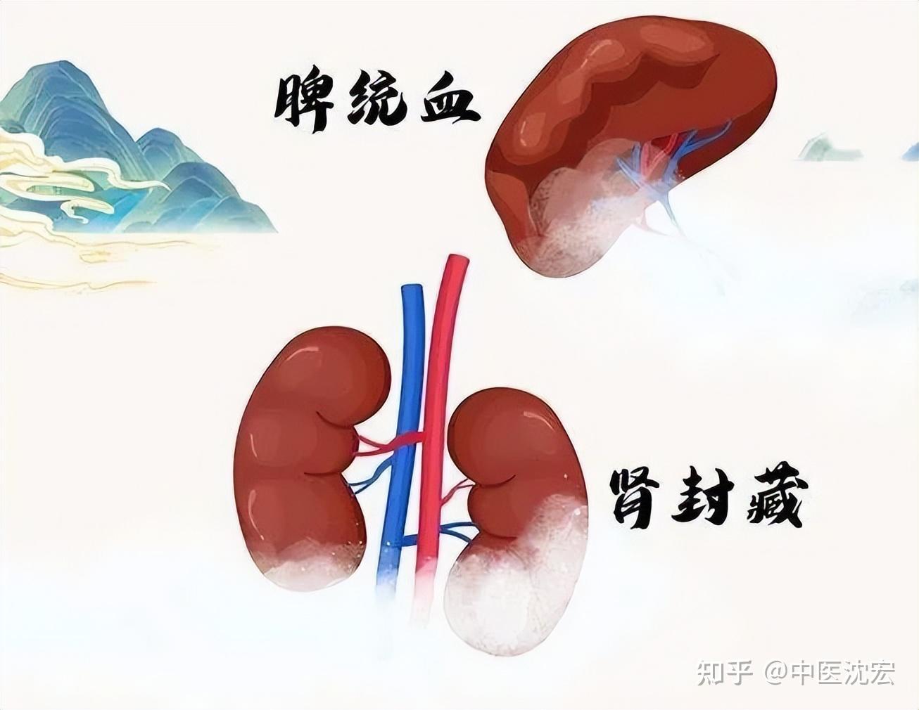 有一种肾虚,叫脾肾两虚,送你一个中成药,脾肾双补,气血同调 - 知乎