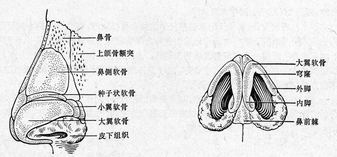 鼻子骨骼结构图片图片