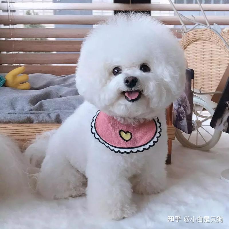 “泰迪”VS“比熊”,到底有什么区别?不养狗可能真不知道 - 知乎