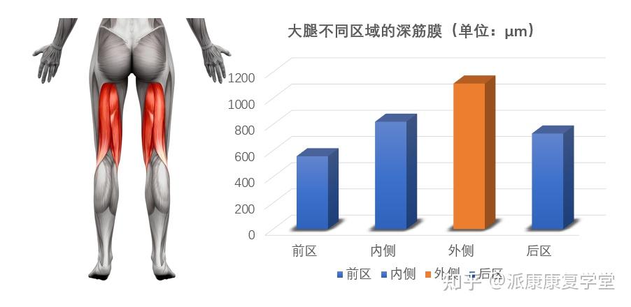 显微镜下的深筋膜肌筋膜细胞和分子成分