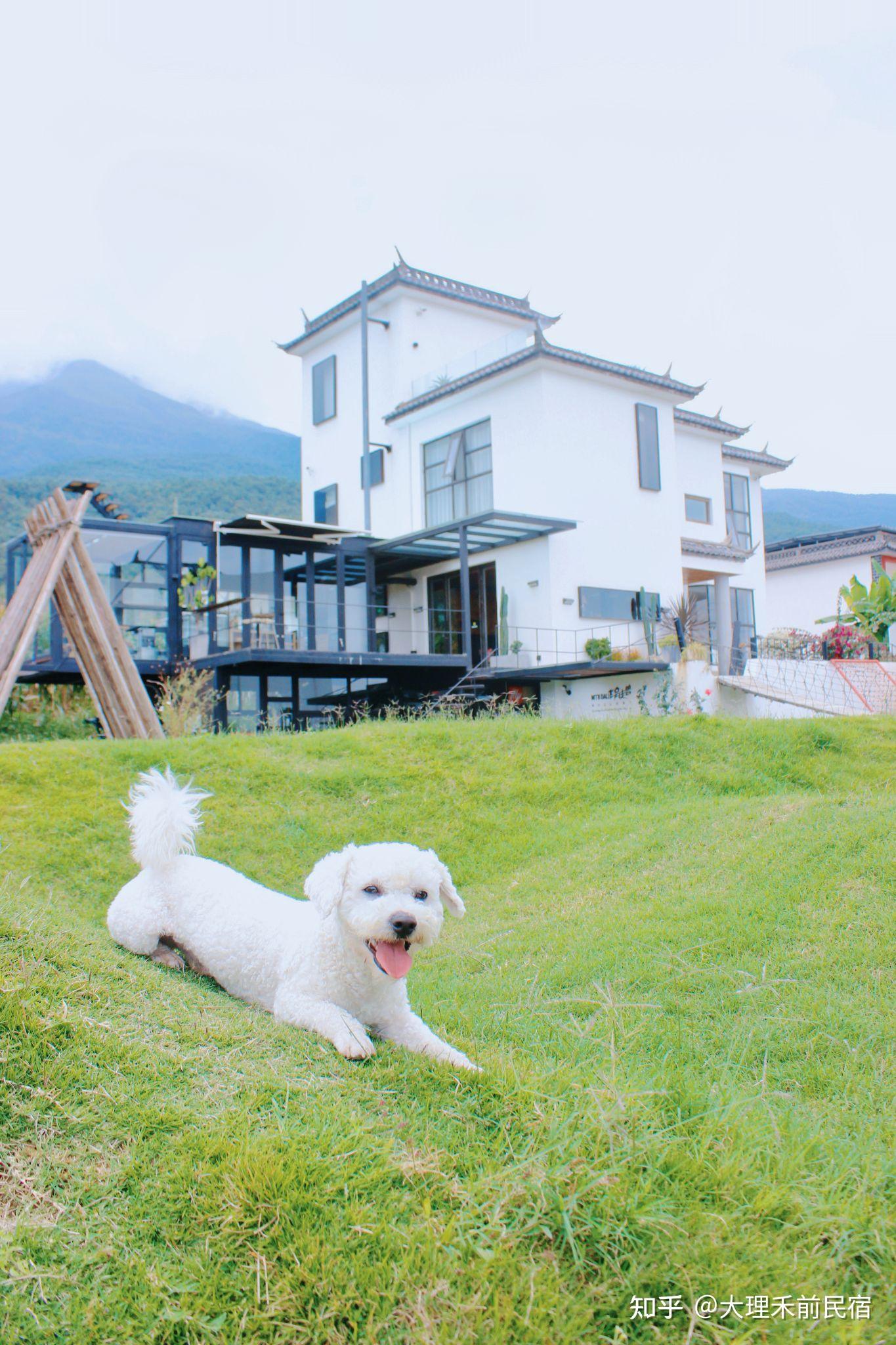 大理宠物友好田园民宿带上狗子去旅行