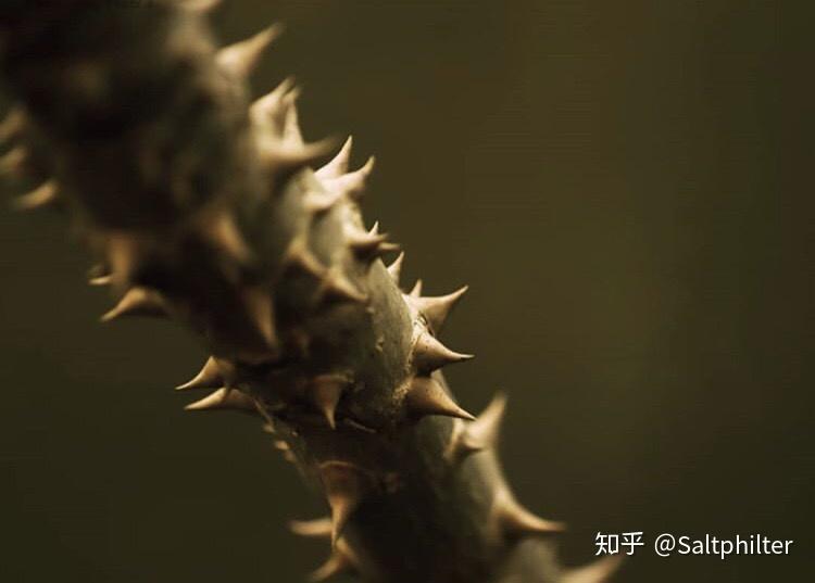 荆棘61文身图案整理