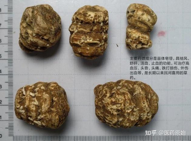 4,重楼伪品:延龄草(学名:trillium tschonoskii maxim.