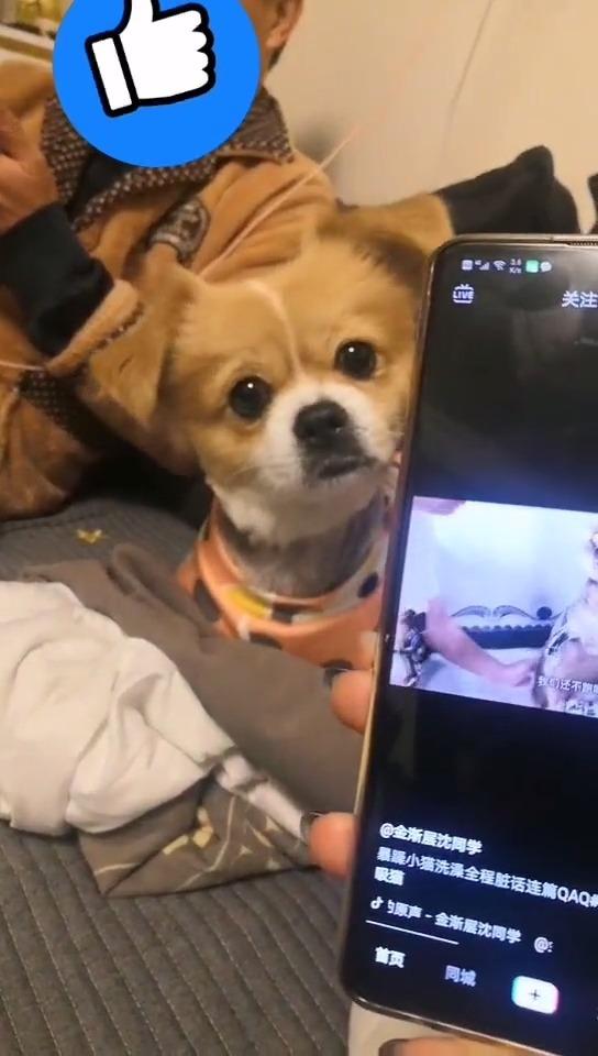 为什么会有免费领养的狗 v2-4bf58a0cf256f61c1db76d5b9d4ddeb9.jpeg