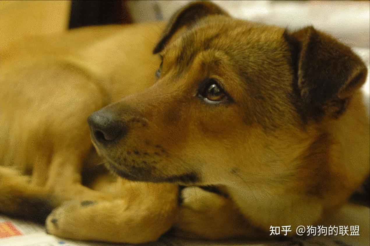 网友说是极品的田园犬，要从广东到上海了，这可是十六挑一的狗_哔哩哔哩 (゜-゜)つロ 干杯~-bilibili