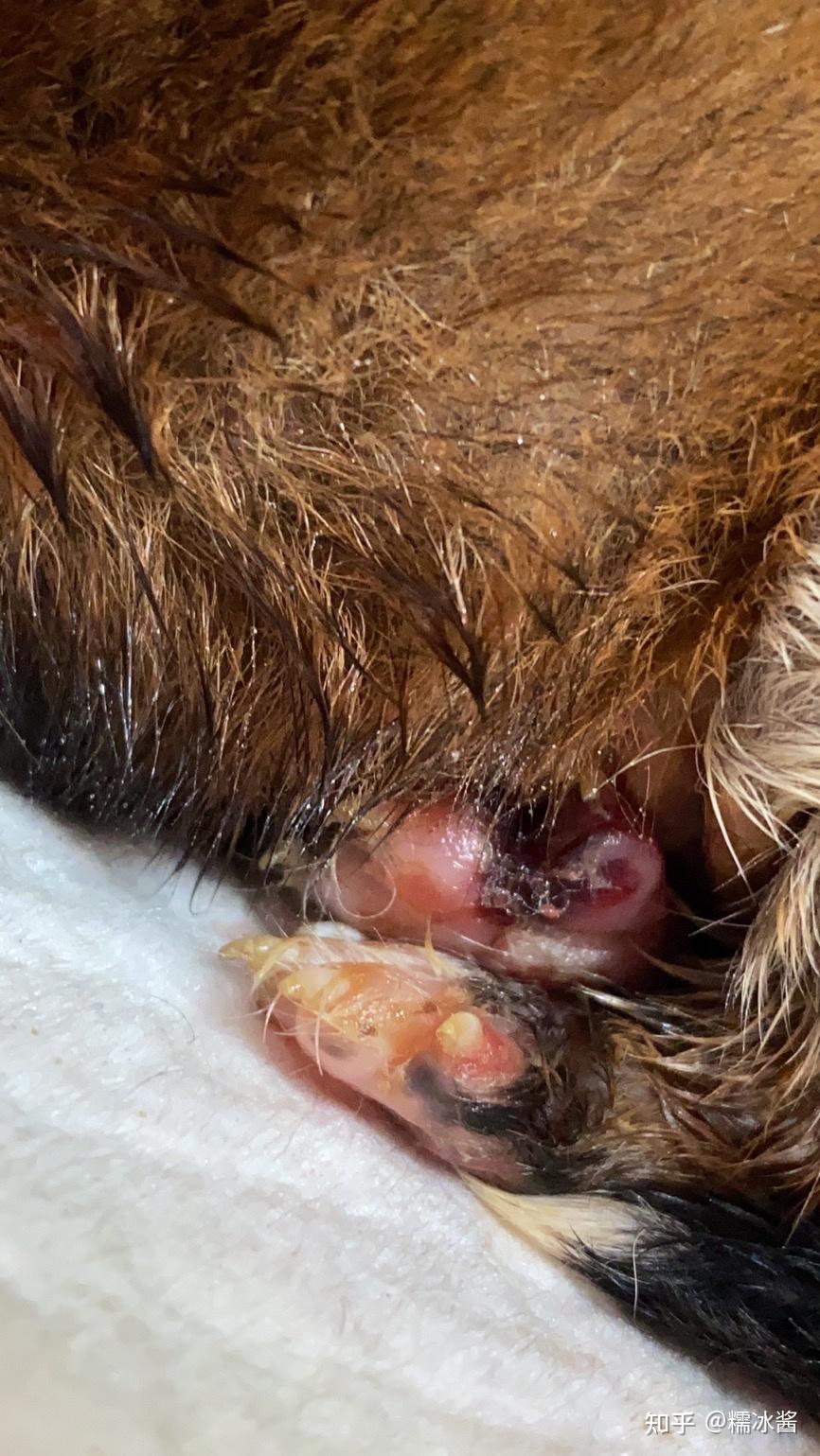 狗狗脚趾发炎咋办