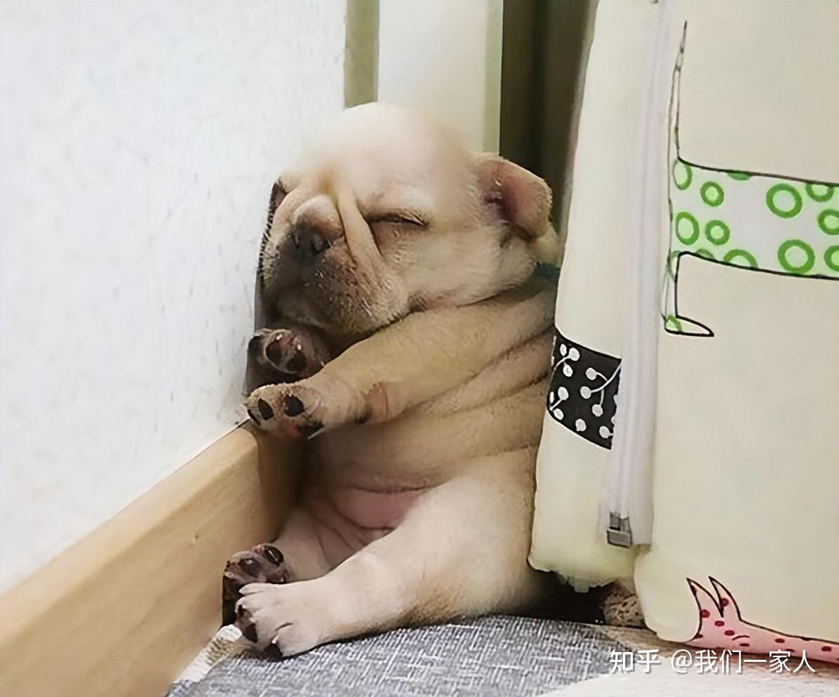 狗狗"喜欢你"和"不喜欢你"的区别,过来人告诉你,有很大不同 - 知乎