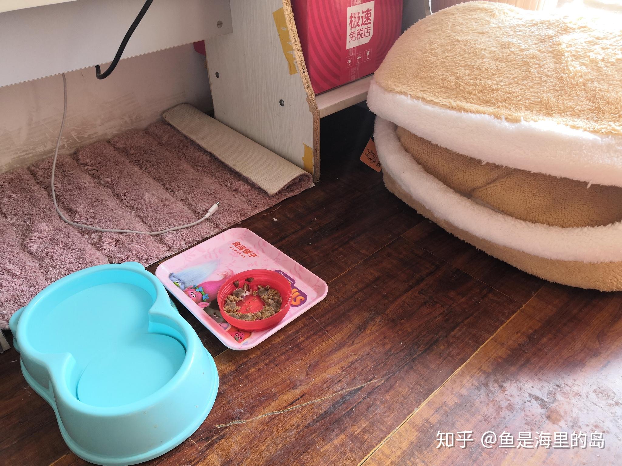 养猫的人都会和猫猫一起睡吗?