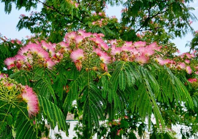 为什么合欢树又叫鬼树?合欢花又叫苦情花? - 知乎