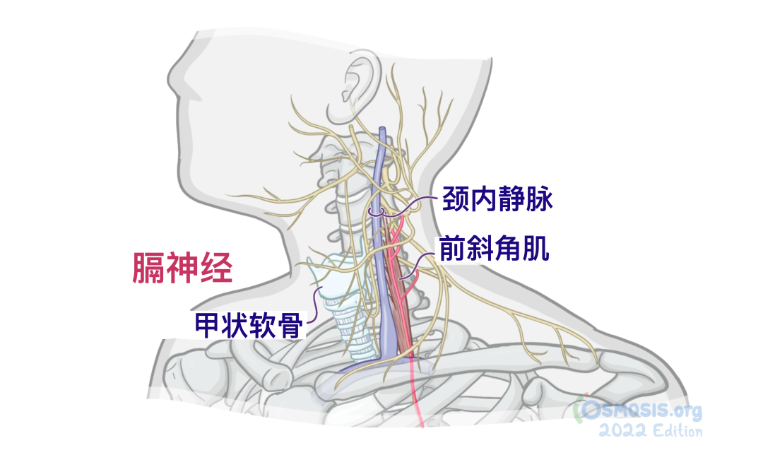 人体解剖学基础:颈丛 - 知乎