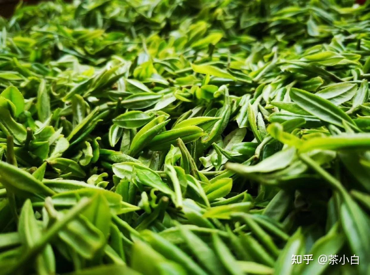 头采茶头春茶明前茶雨前茶你分清楚了吗