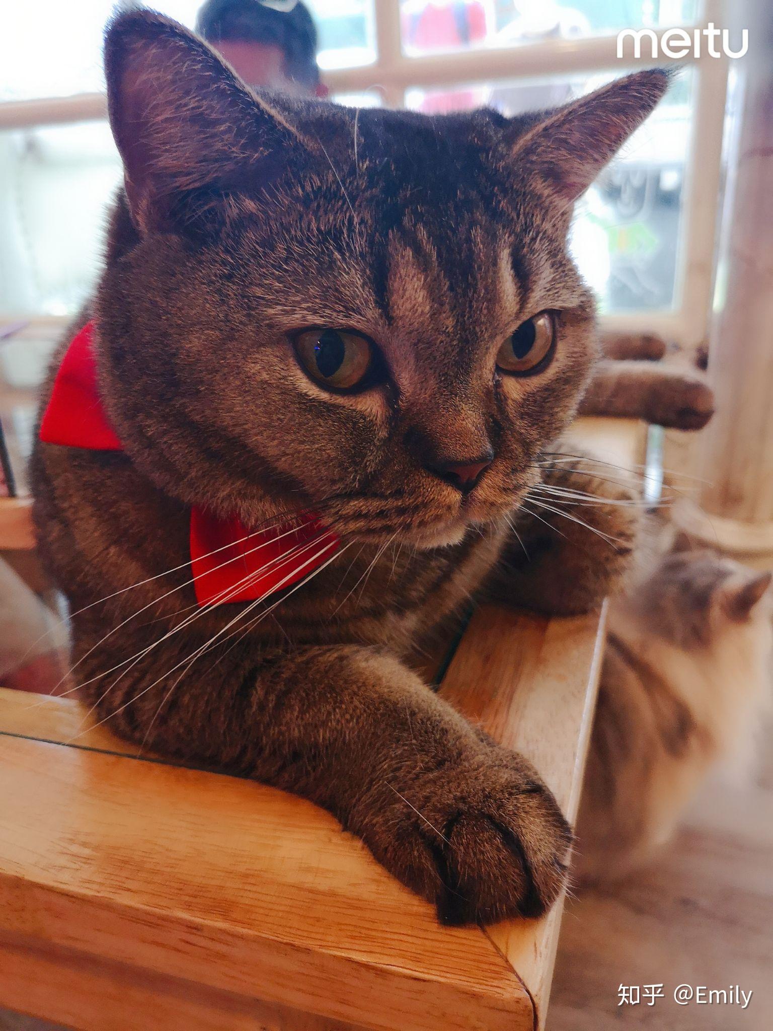 喵星人快来盘喵