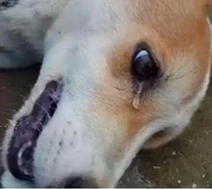 我不配得到爱, 因为我是一只实验犬