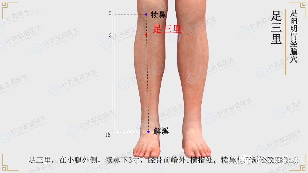 【穴以致用】足三里——治病、养生、保健第一大穴! - 知乎
