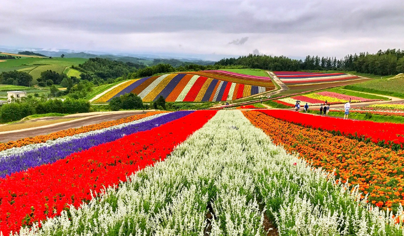 日本北海道 盛开在仲夏流年的汪洋花海 知乎 日本北海道 盛开在仲夏流年的汪洋花海 知乎