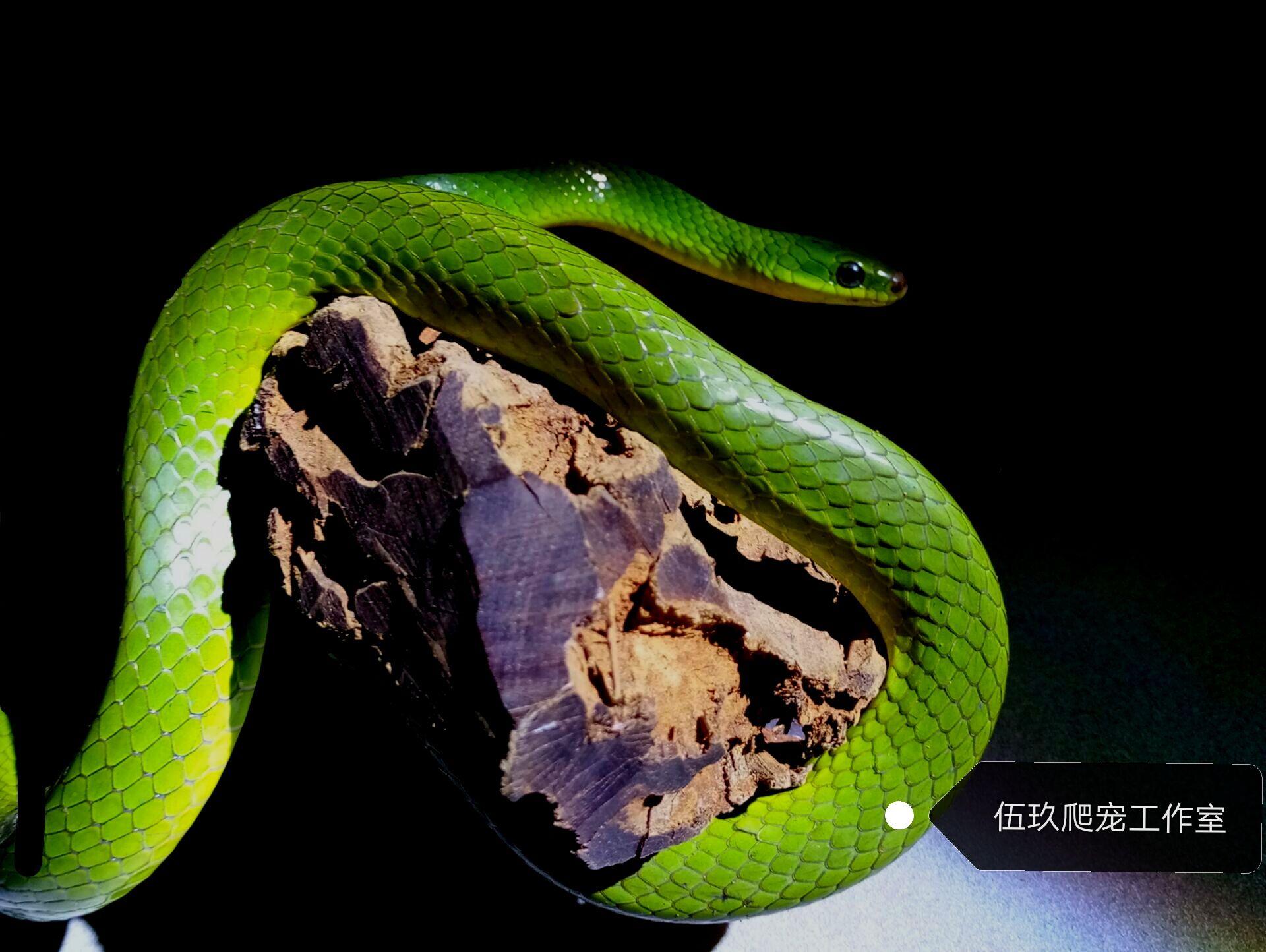 蛇是冷血动物是什么意思 v2-4c44777b3435ab0a30713ea0742b5426_r.jpg