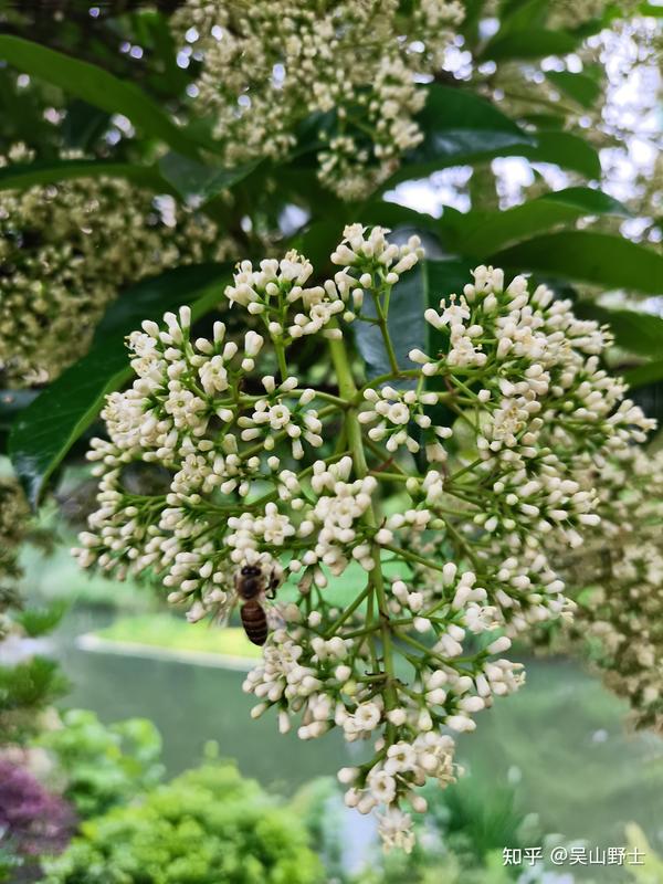 七绝 珊瑚树 平水韵 知乎