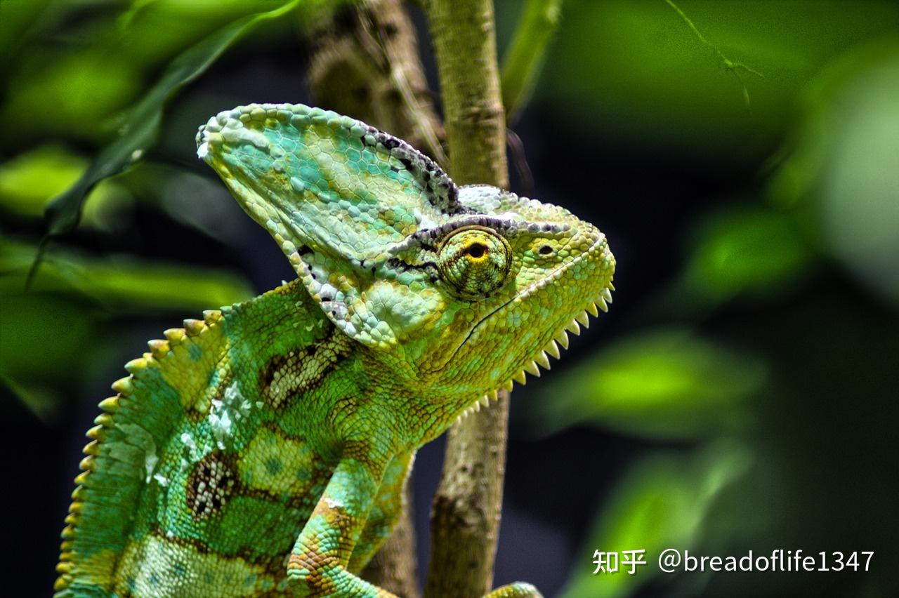 变色龙为什么要变色真的是进化的原因吗