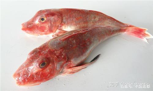 威海运都鲜推荐红头鱼