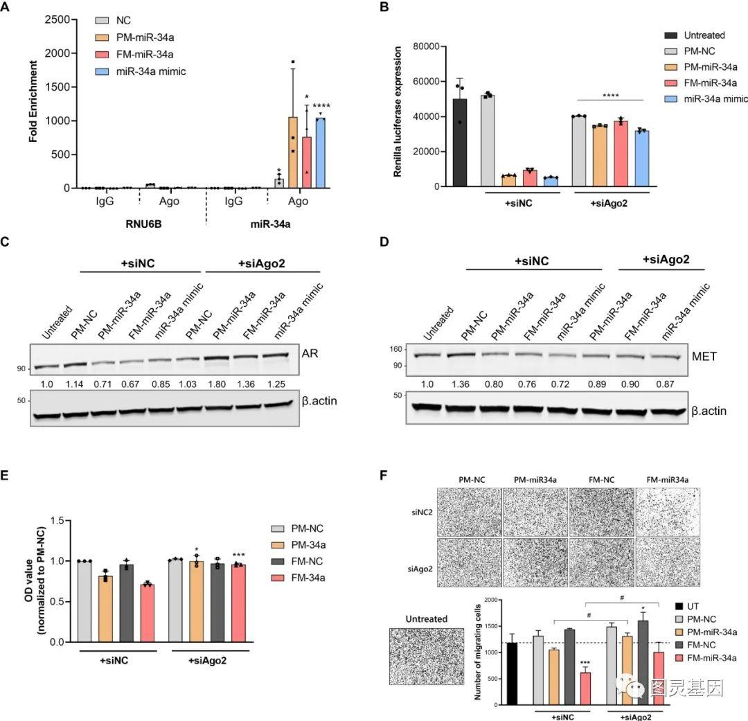 Oncogene | 首创MicroRNA靶向治疗肿瘤 - 知乎