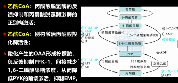 生化——磷酸戊糖途径与糖异生 - 知乎