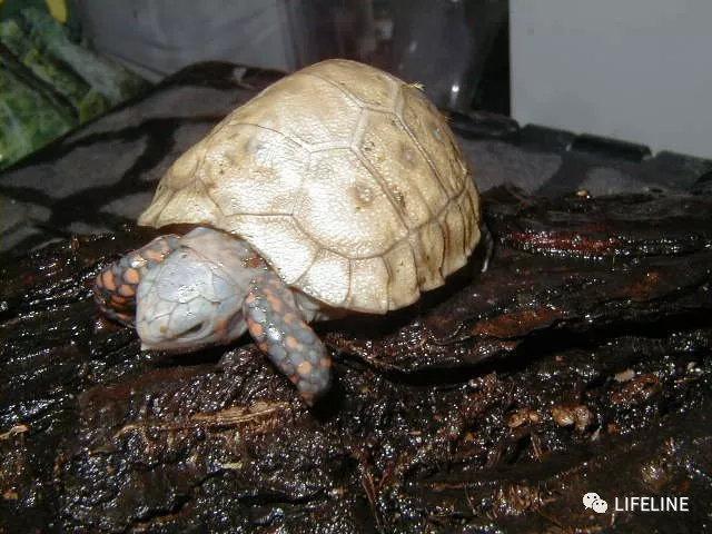 紅腿陸龜的飼養從入門到繁殖下