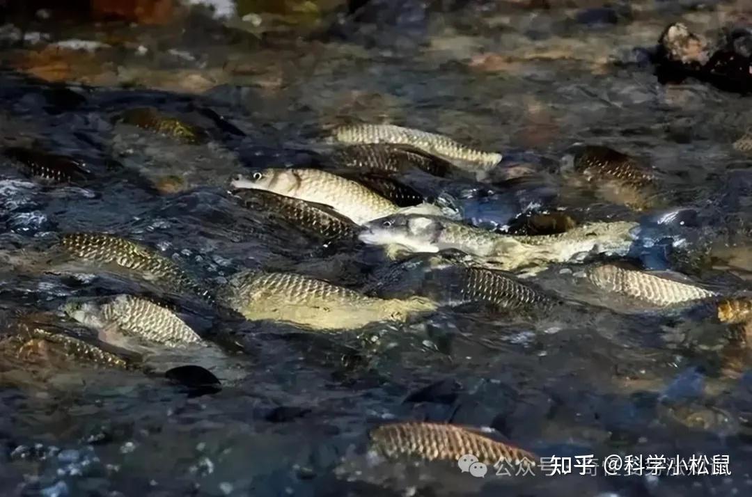 三峡惊现两米‘水老虎’！数量激增却无需干预？专家揭秘背后真相 - 知乎