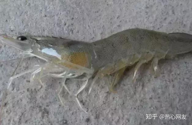 引起南美白对虾发病的三大因素